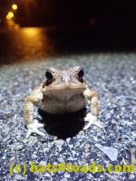 /home//u458753944/public_html/sourcegallery//////Roxborough Toad Detour/2022/2022-03-17/P3170860.JPG